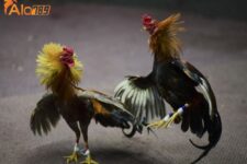 Tìm hiểu mọi thông tin về nhà cái đá gà Alo789